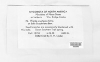Torula crustacea image